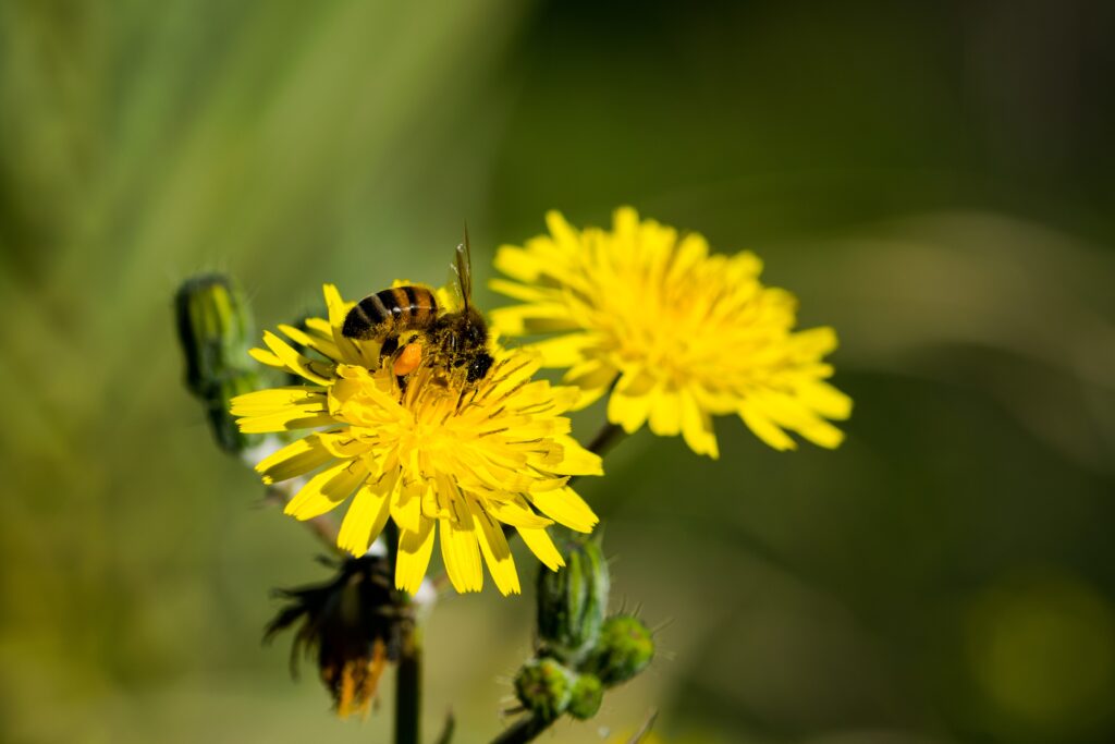 permaculture gardening with sunflower